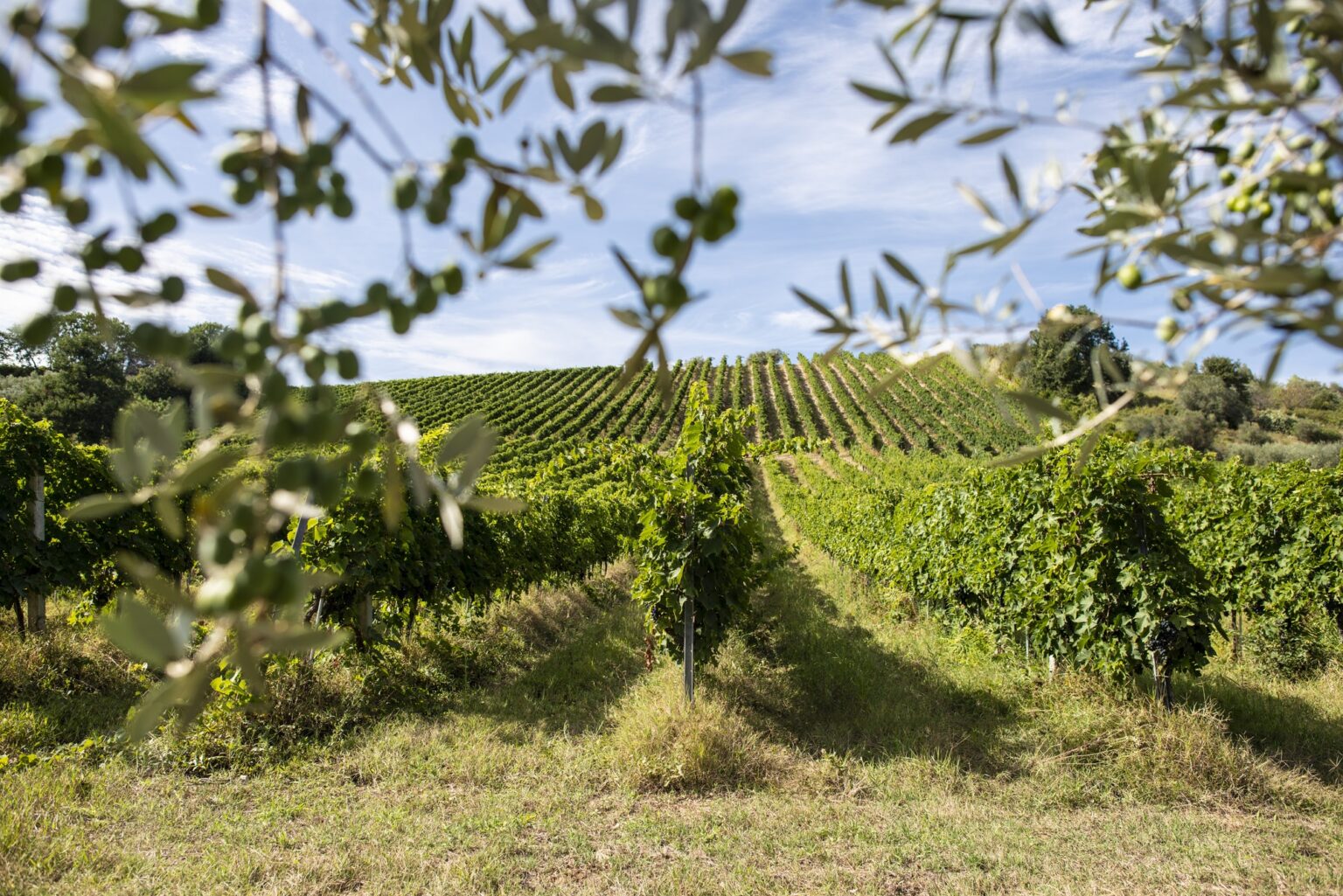 Vineyard rows and olive tree branches on foreground. Growing win